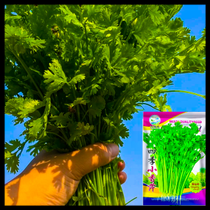 পার্সলে-(parsley)-আনুমানিক ৩০০০ বীজ