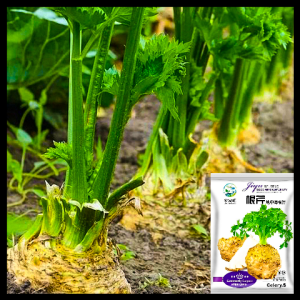 রুট সেলারি-(Gentian Celery)-আনুমানিক ২০০০ বীজ
