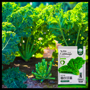 কেল-(Kale),আনুমানিক ২০০ বীজ (Copy)